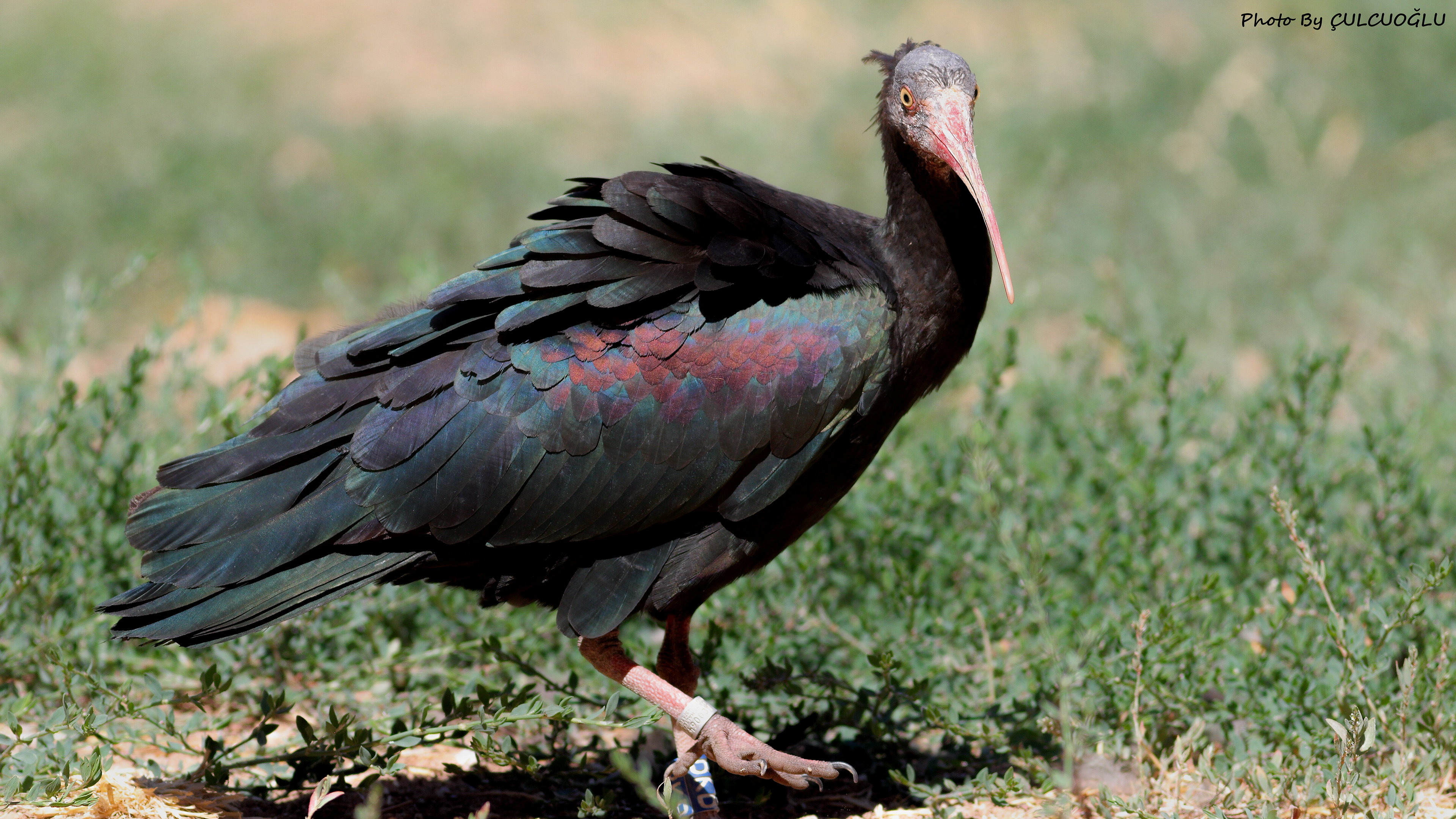 Northern Bald Ibis